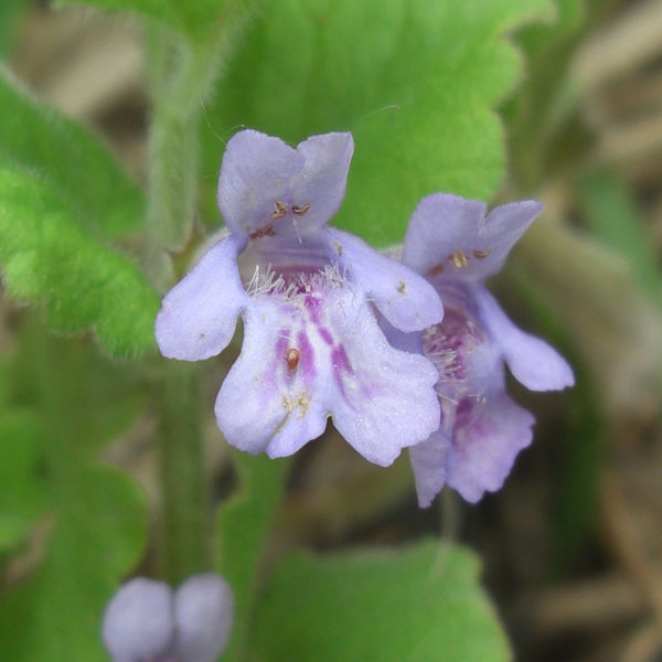 Image of Glechoma hederacea specimen.