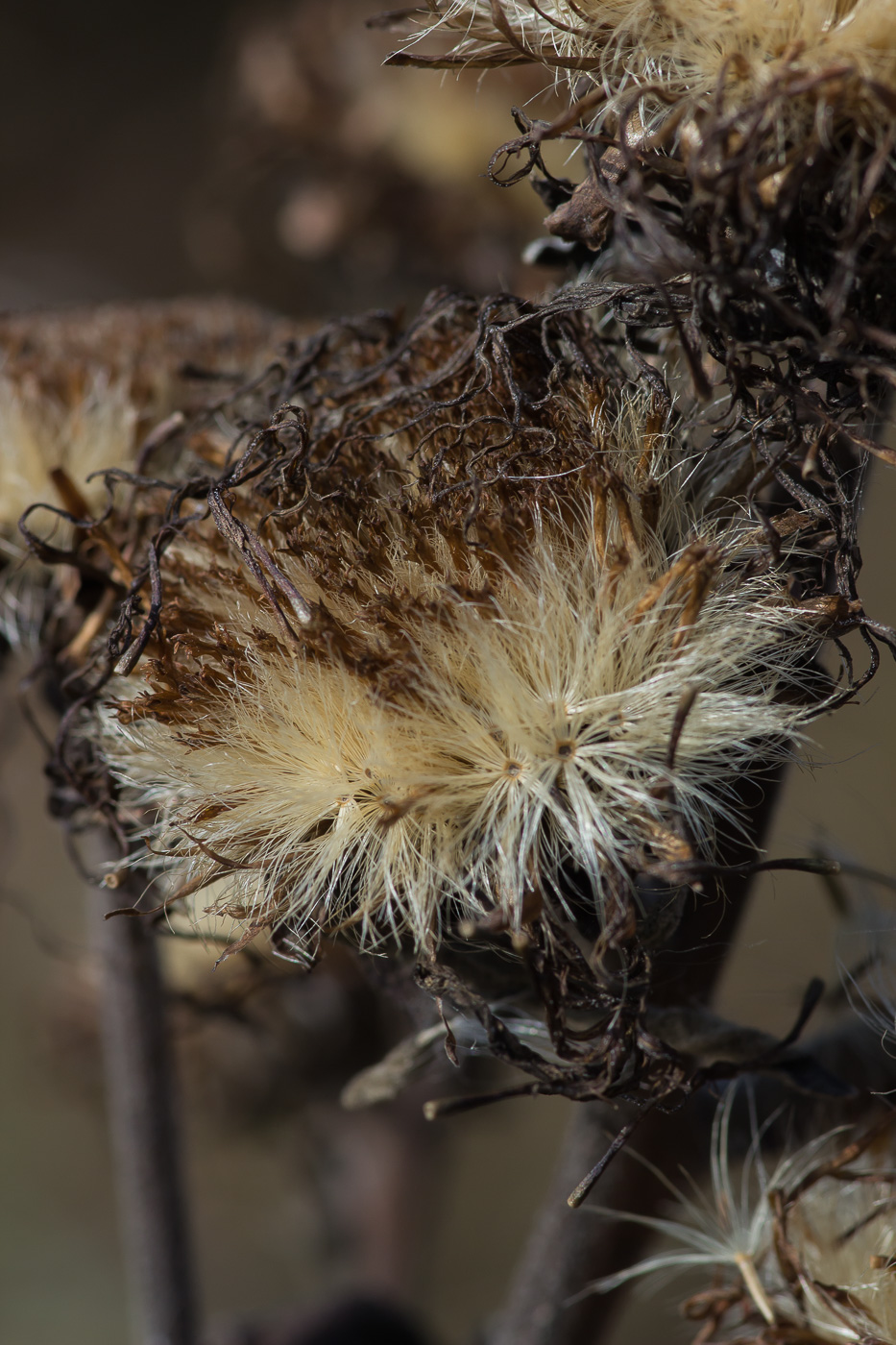 Image of Inula helenium specimen.