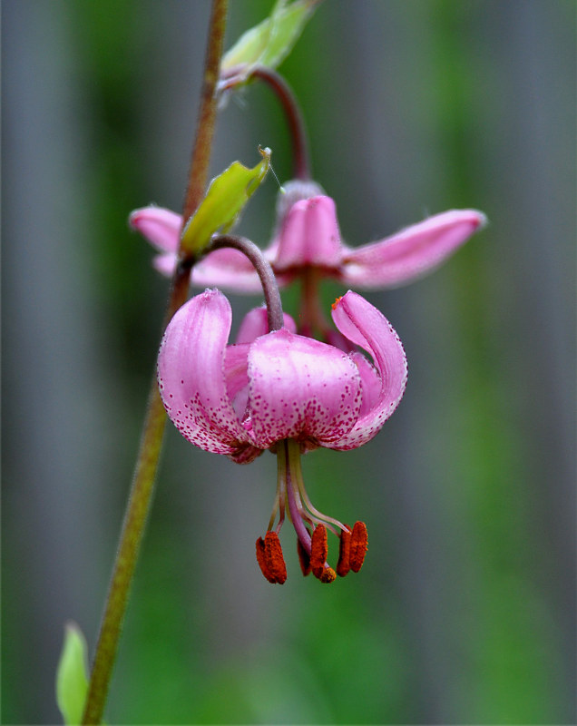 Image of Lilium pilosiusculum specimen.
