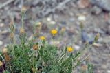 Xylanthemum pamiricum