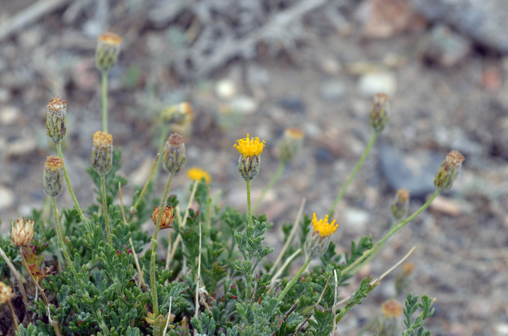 Image of Xylanthemum pamiricum specimen.