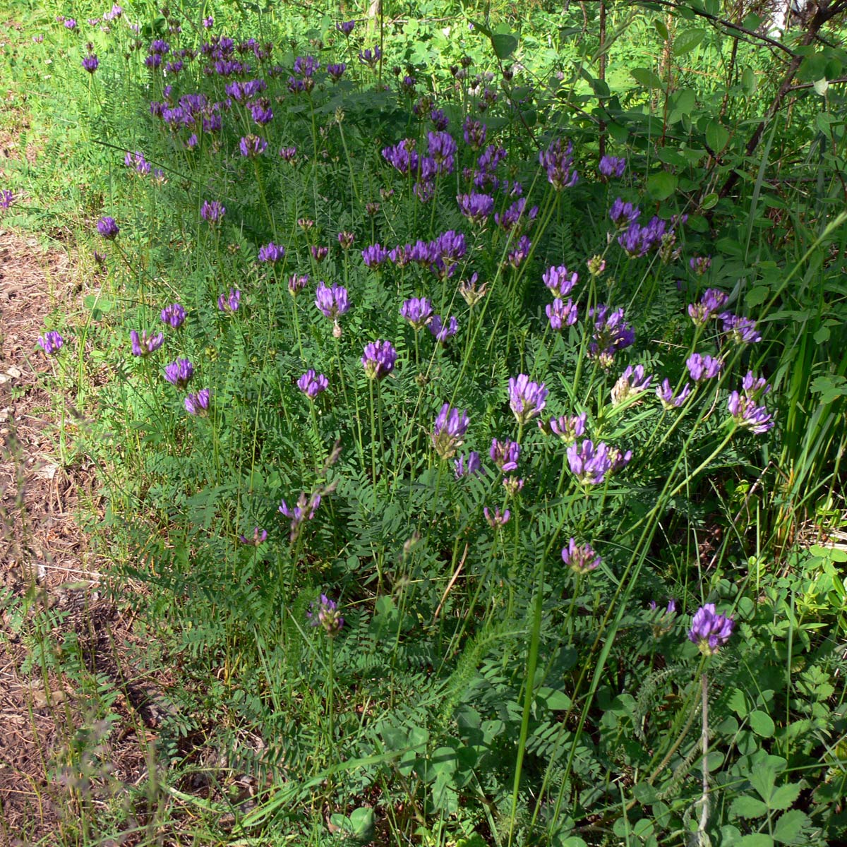 Изображение особи Astragalus danicus.