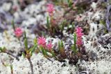 Cassiope tetragona. Аномальное растение, поражённое грибом Exobasidium cassiopes, на ковре лишайников. Кольский п-ов, Хибины, долина р. Партомйок, невдалеке от пер. Умбозёрский. 28.07.2015.