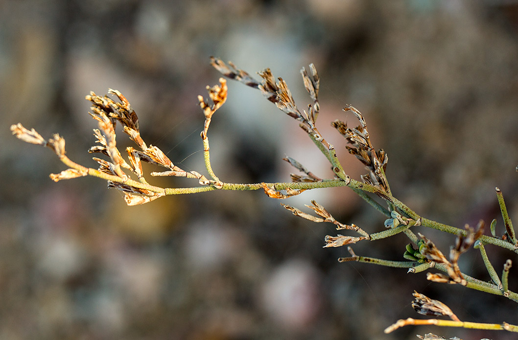 Изображение особи Limonium roridum.