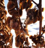 Rumex aquaticus