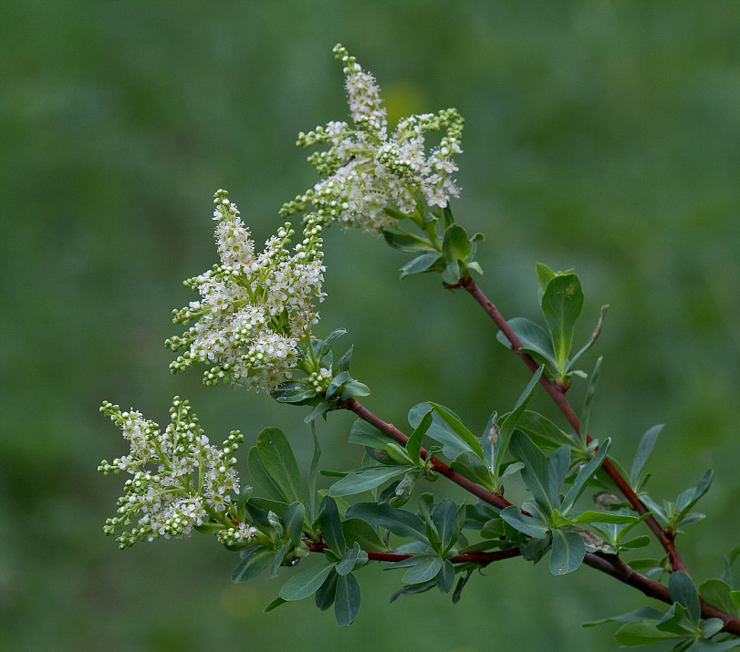 Изображение особи Sibiraea altaiensis.