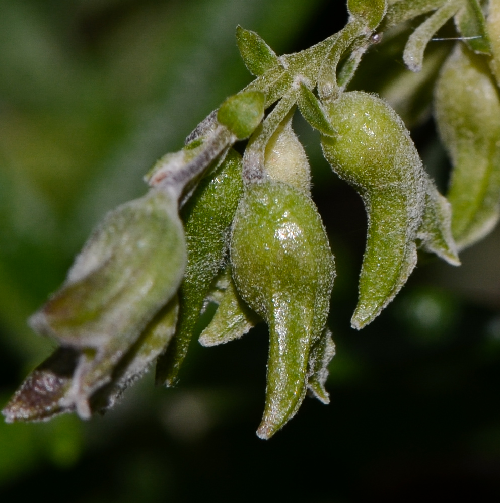 Image of Rosmarinus officinalis specimen.