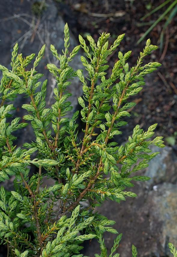 Изображение особи Juniperus sibirica.