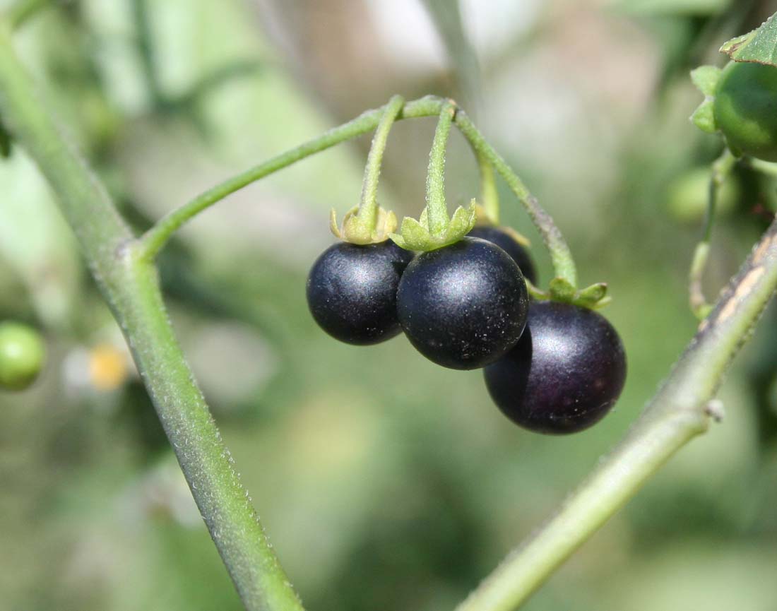 Изображение особи Solanum nigrum.