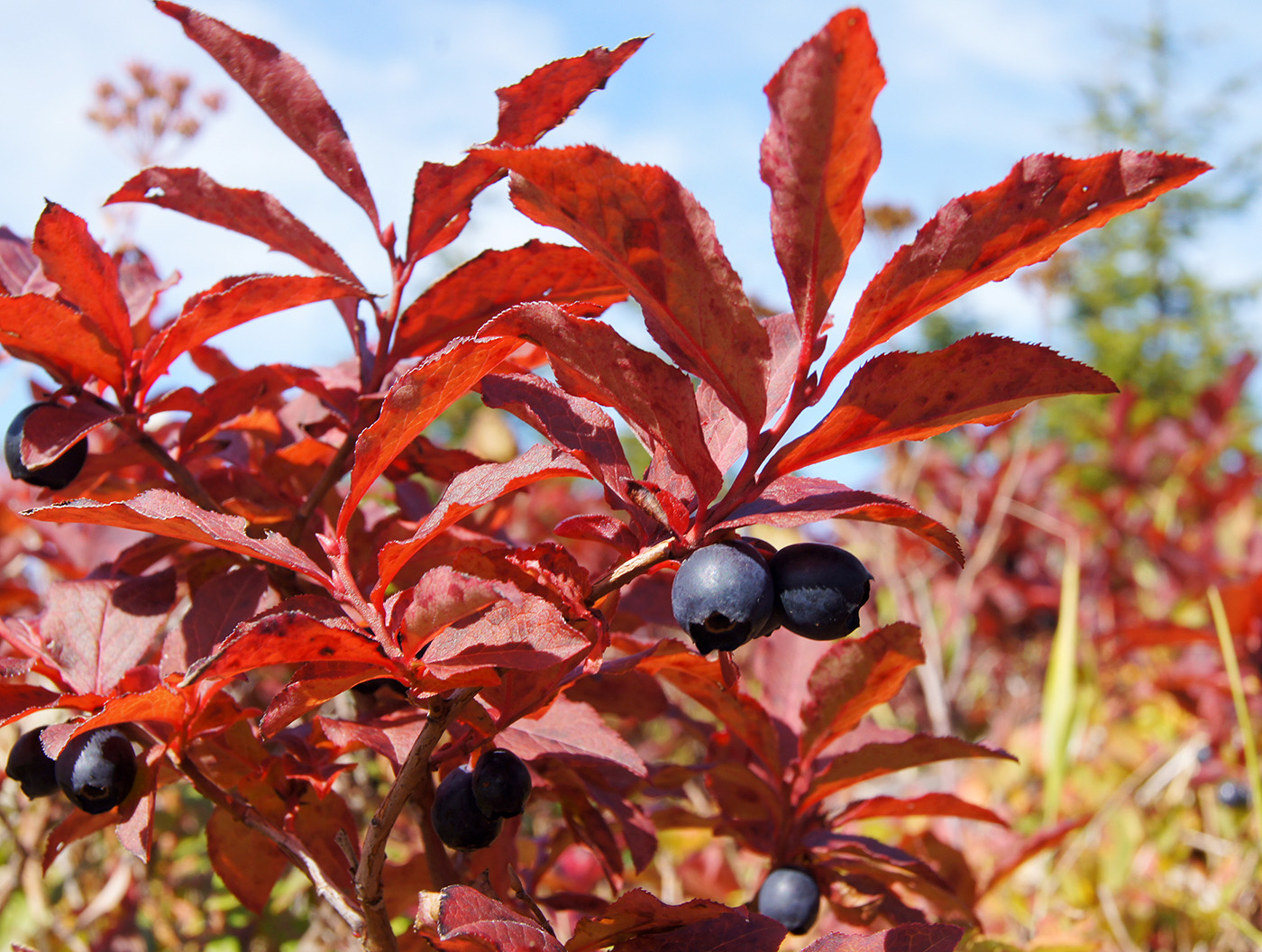 Image of Vaccinium smallii specimen.