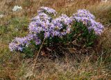 Aster bessarabicus