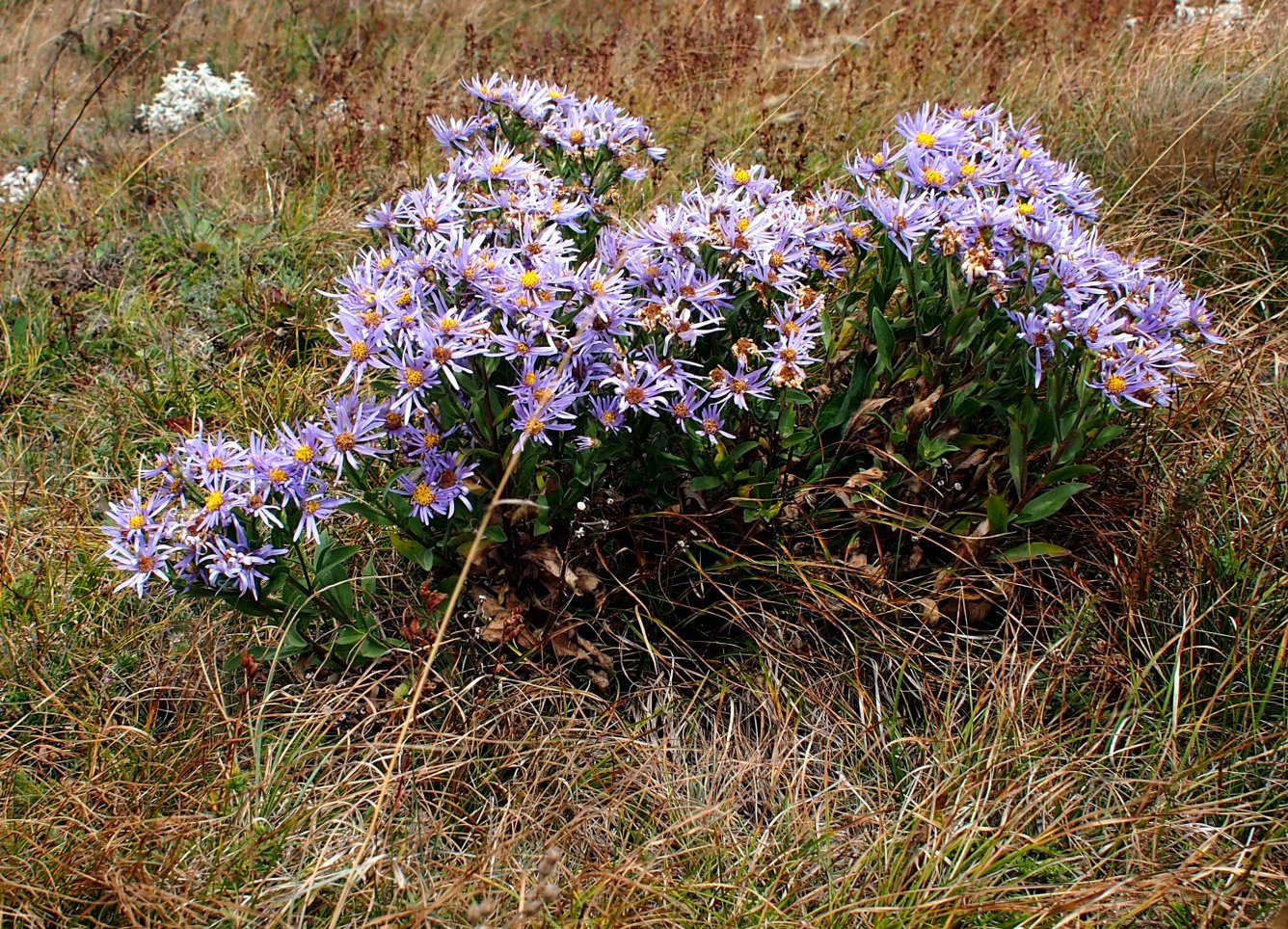 Изображение особи Aster bessarabicus.