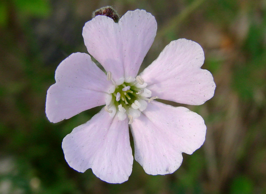 Изображение особи Lychnis sibirica.