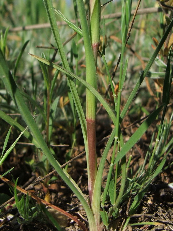 Image of Geropogon hybridus specimen.