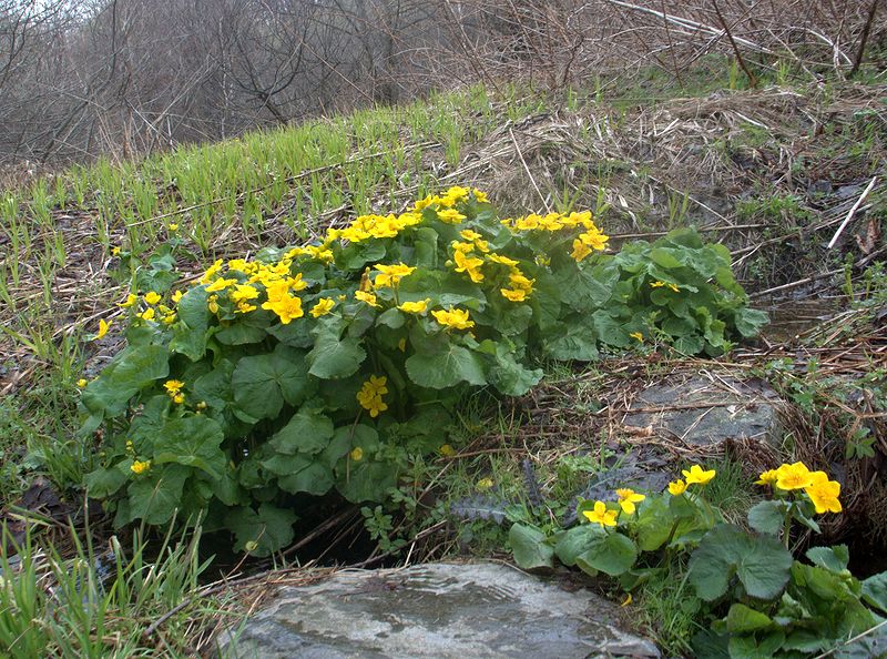 Изображение особи Caltha palustris.