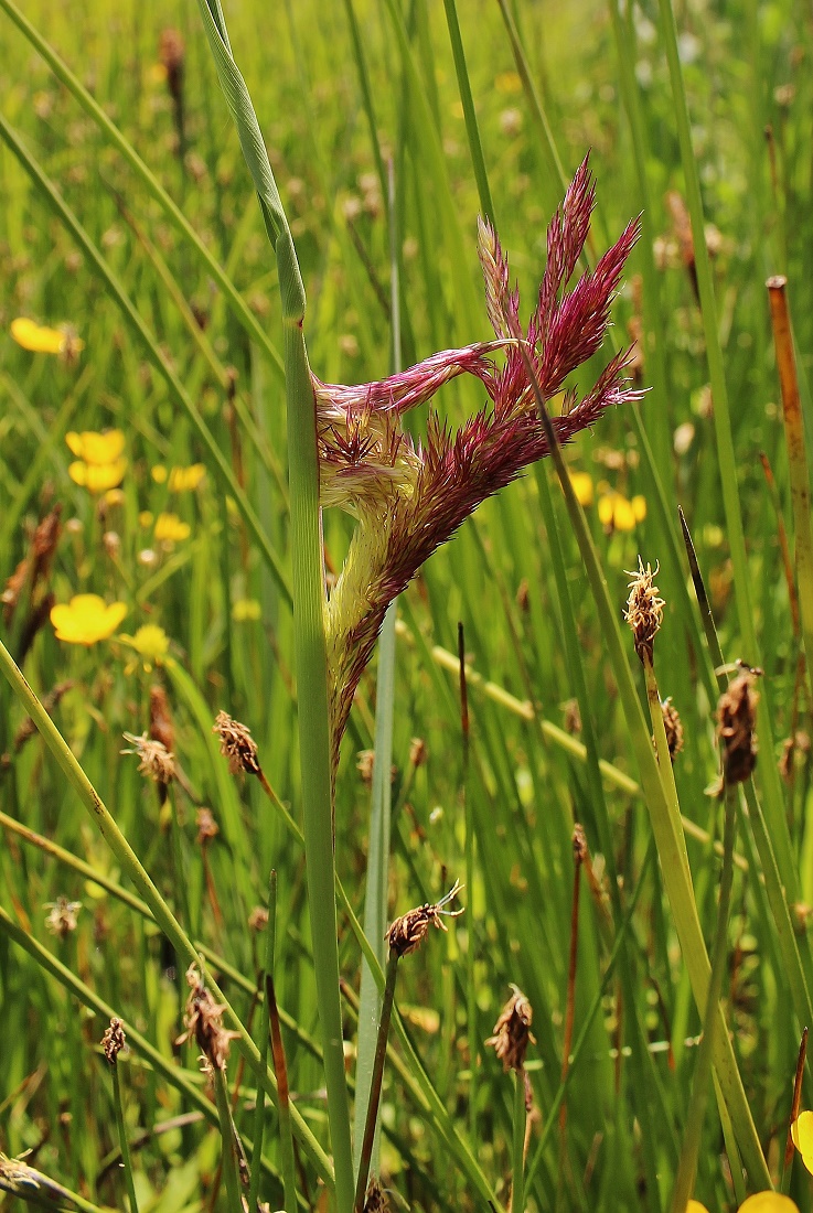 Изображение особи Calamagrostis epigeios.