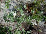 Salix glauca. Ветви плодоносящего растения. Бурятия, южная часть Баргузинского хребта, окр. перевала Снежного, ≈ 1500 м н.у.м., горная тундра. 15.07.2009.