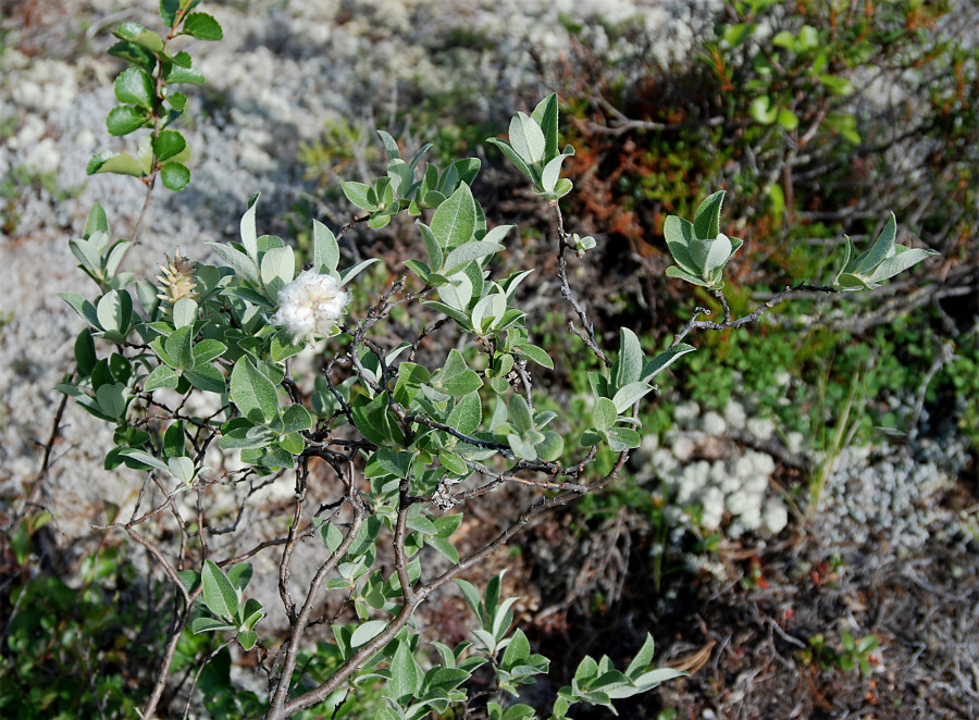 Изображение особи Salix glauca.