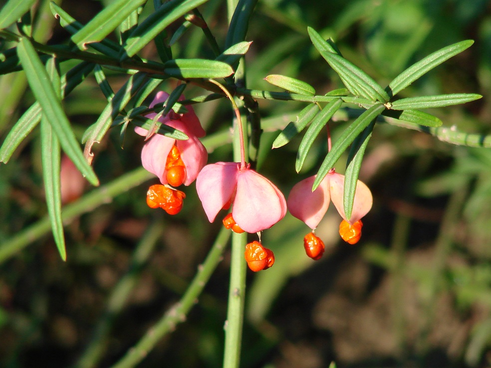 Изображение особи Euonymus koopmannii.