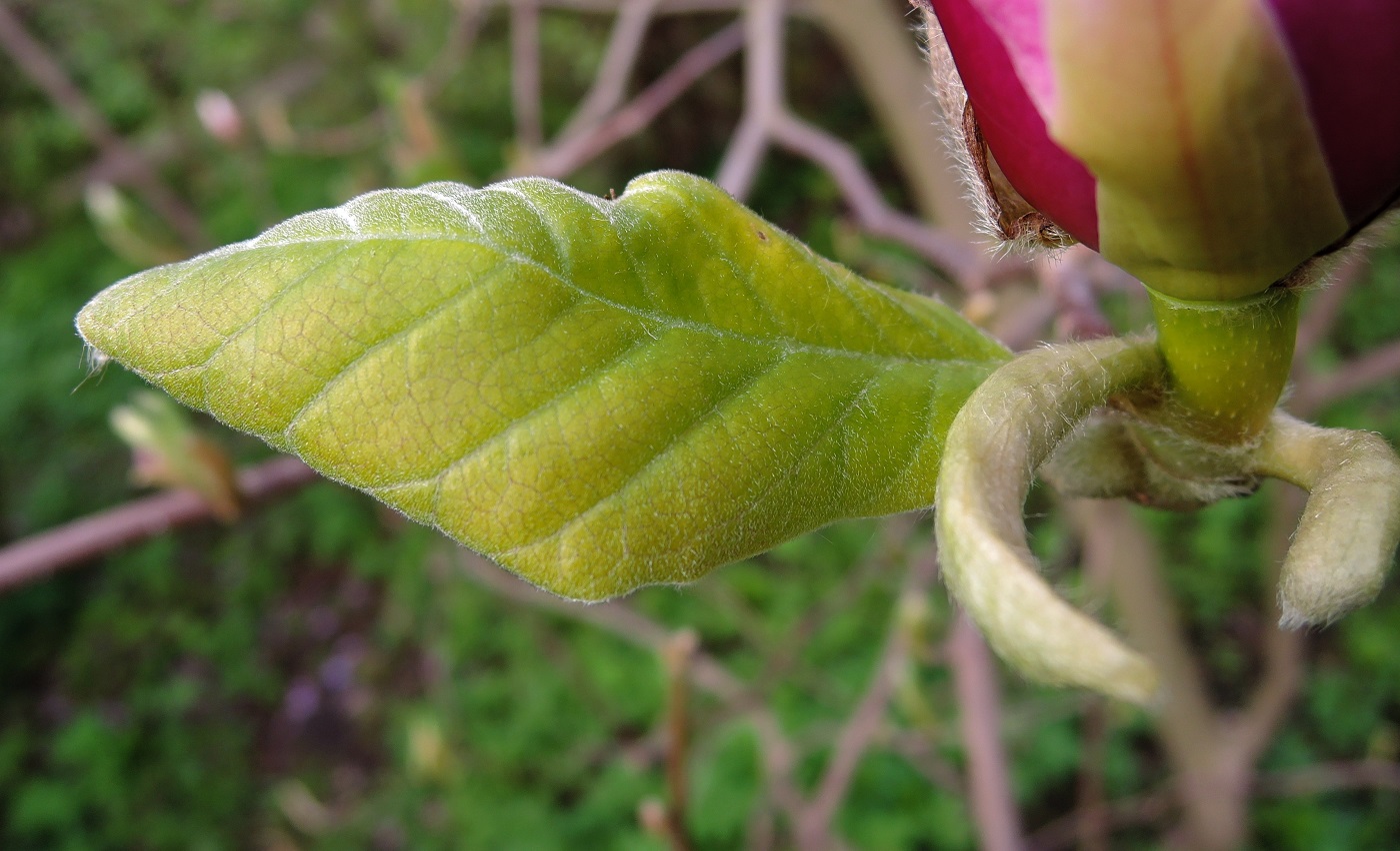 Image of Magnolia × soulangeana specimen.