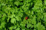 Apiaceae