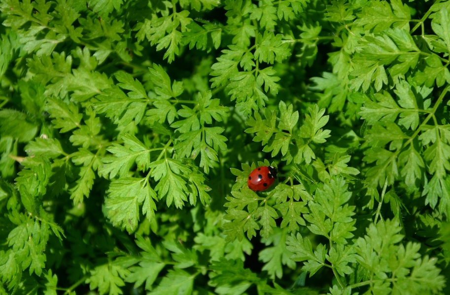 Image of familia Apiaceae specimen.