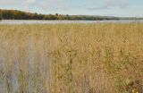 Phragmites australis. Аспект плодоносящих растений. Карелия, Онежское озеро, о. Кижи. 27.09.2015.