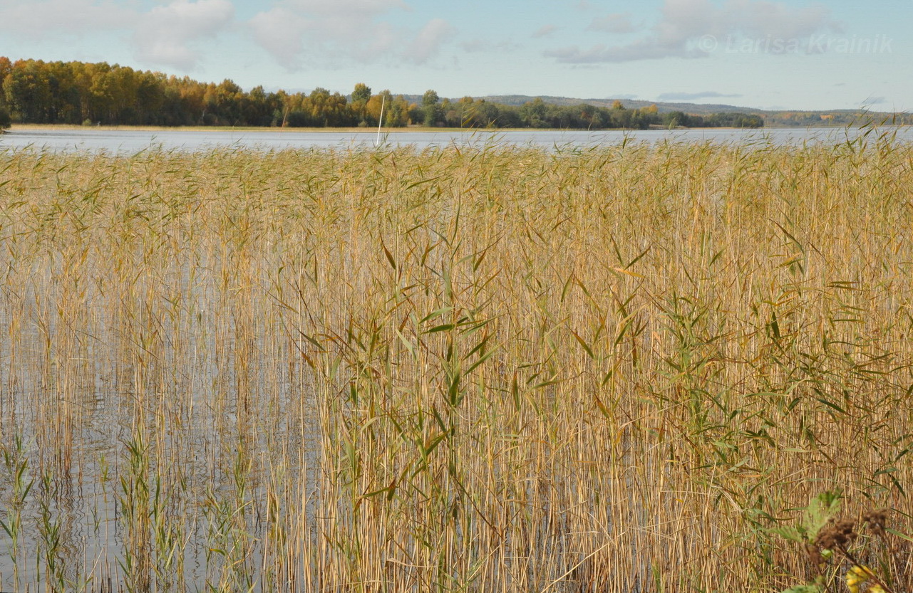 Image of Phragmites australis specimen.