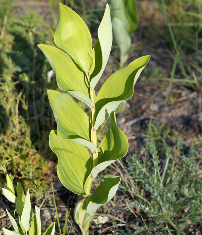 Image of Polygonatum odoratum specimen.