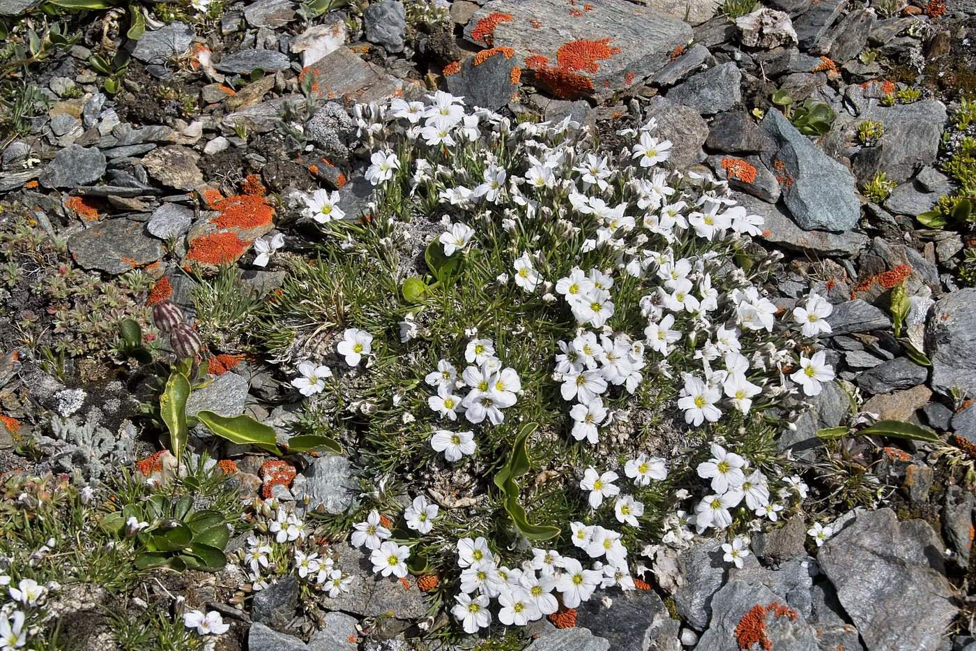 Image of Eremogone mongolica specimen.