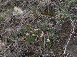 Taraxacum erythrospermum