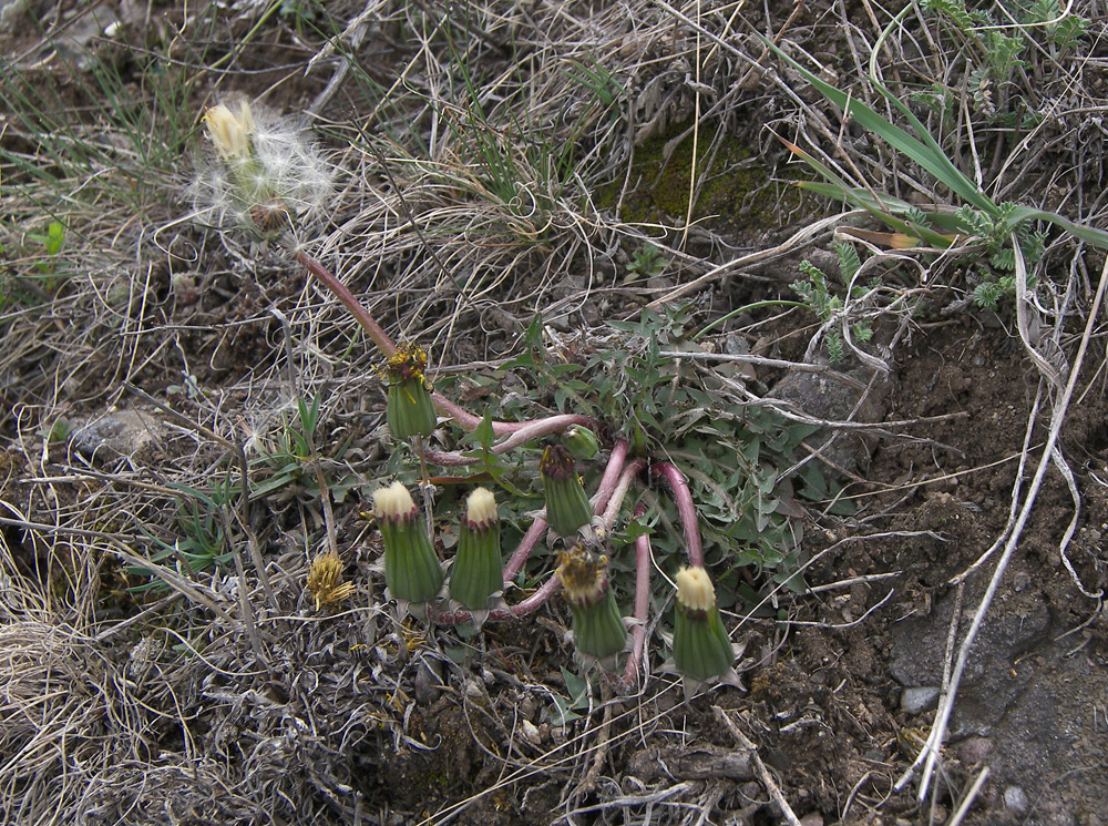 Изображение особи Taraxacum erythrospermum.