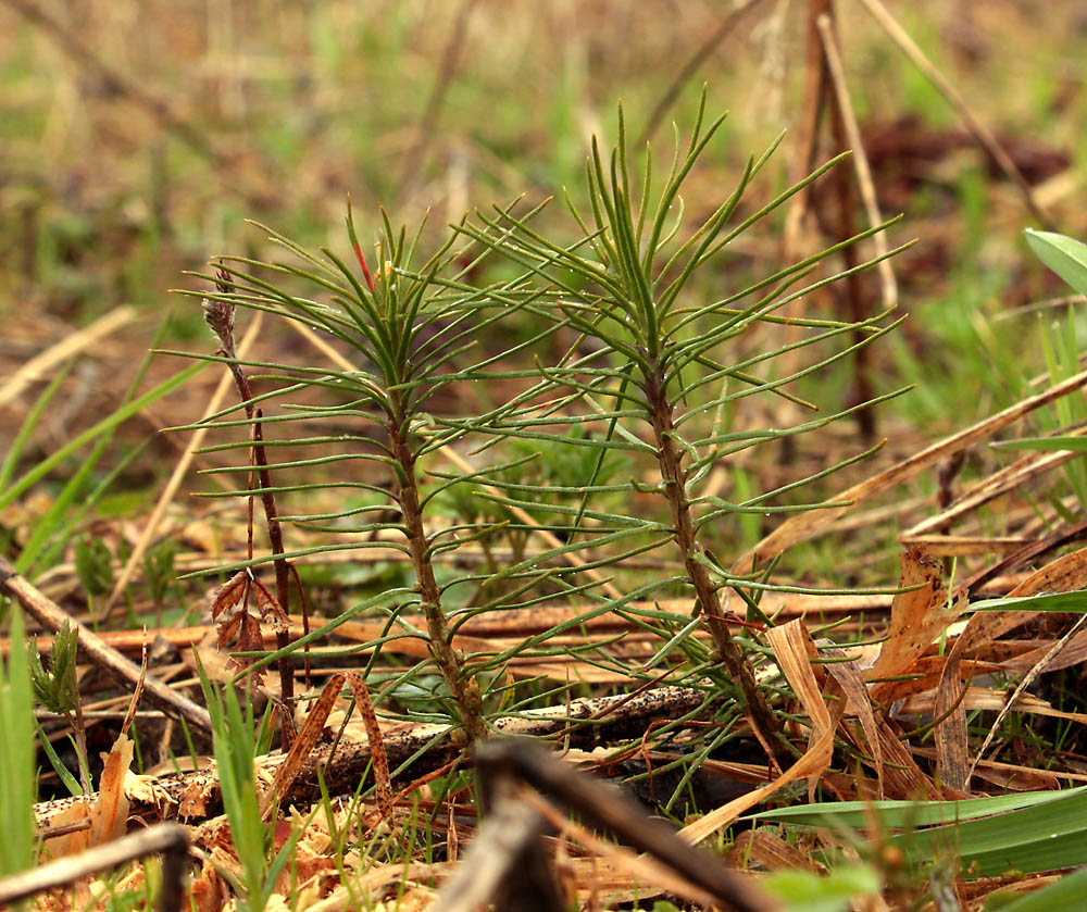 Изображение особи Pinus sylvestris.