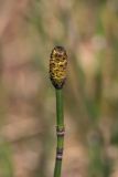 Equisetum hyemale. Верхушка генеративного побега со стробилом. Свердловская обл., окр. г. Заречный, Черемшанское болото. 03.05.2016.