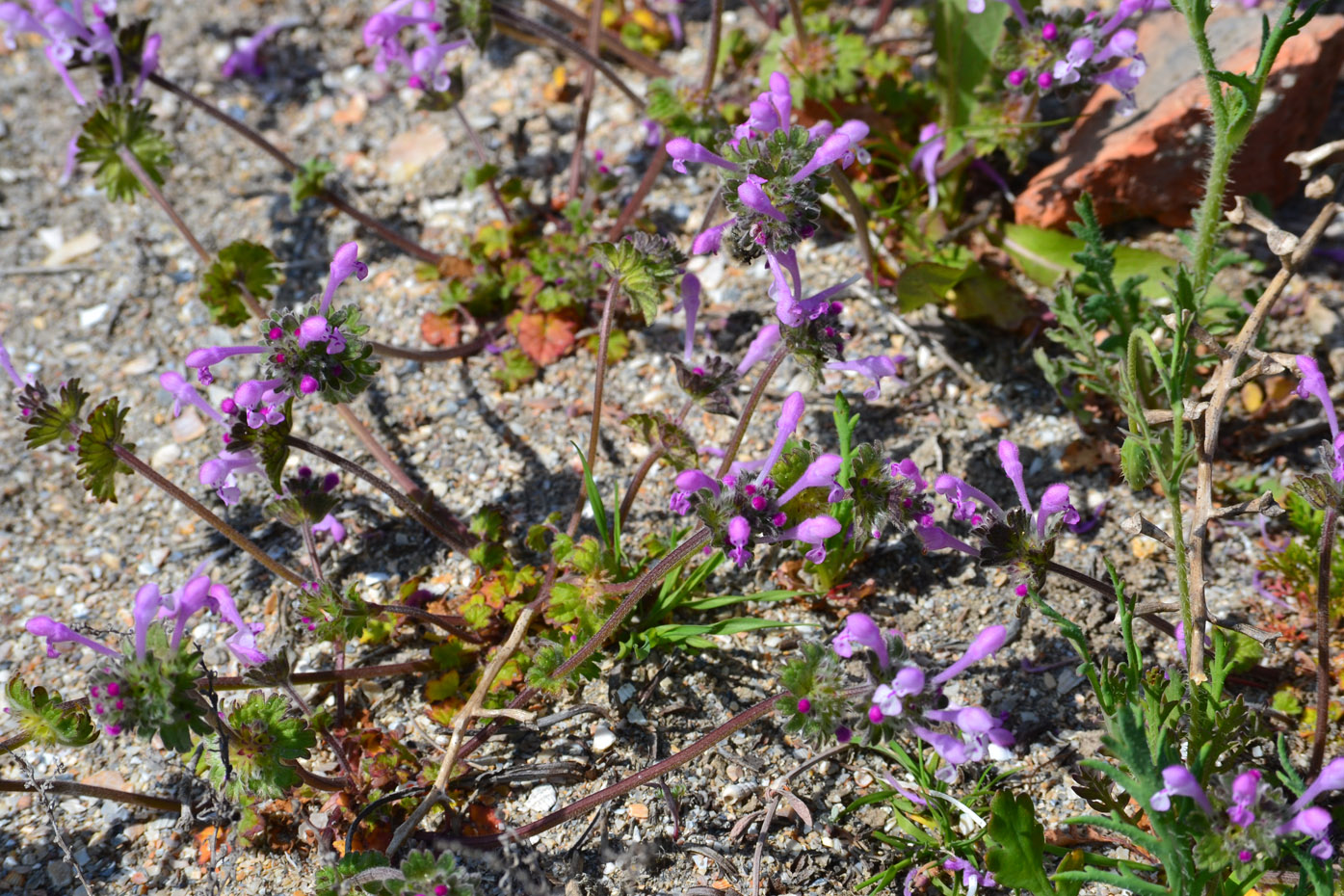 Image of Lamium amplexicaule specimen.