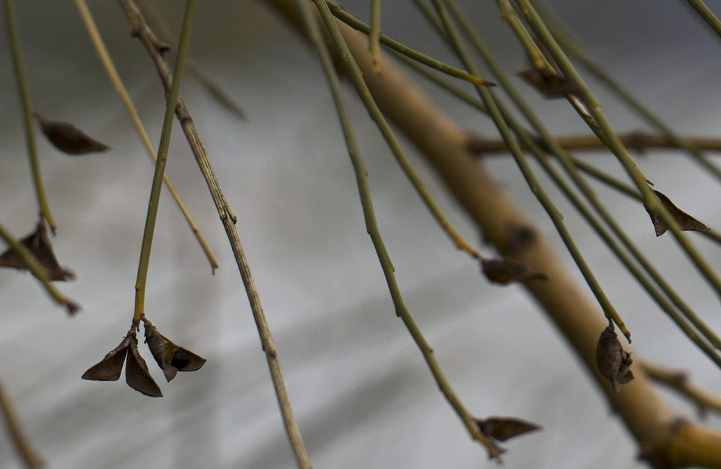 Image of Genista aetnensis specimen.