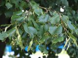 Tilia cordata