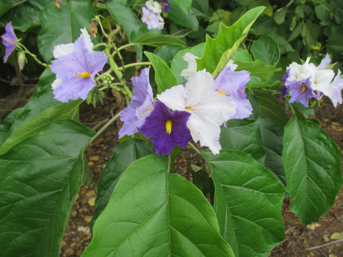Изображение особи Solanum wrightii.