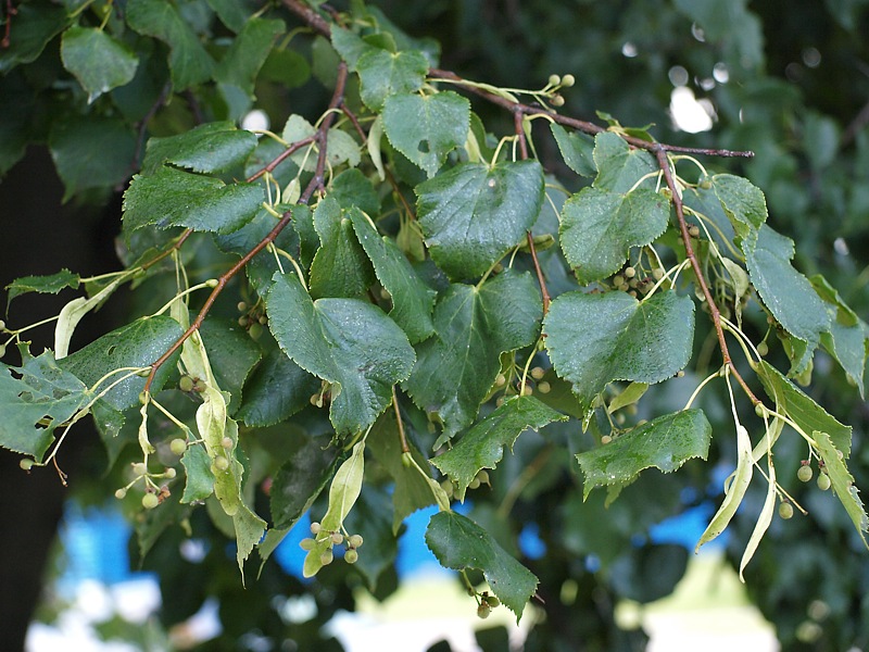 Изображение особи Tilia cordata.