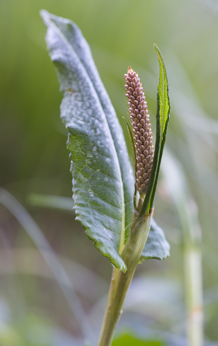Изображение особи Bistorta officinalis.