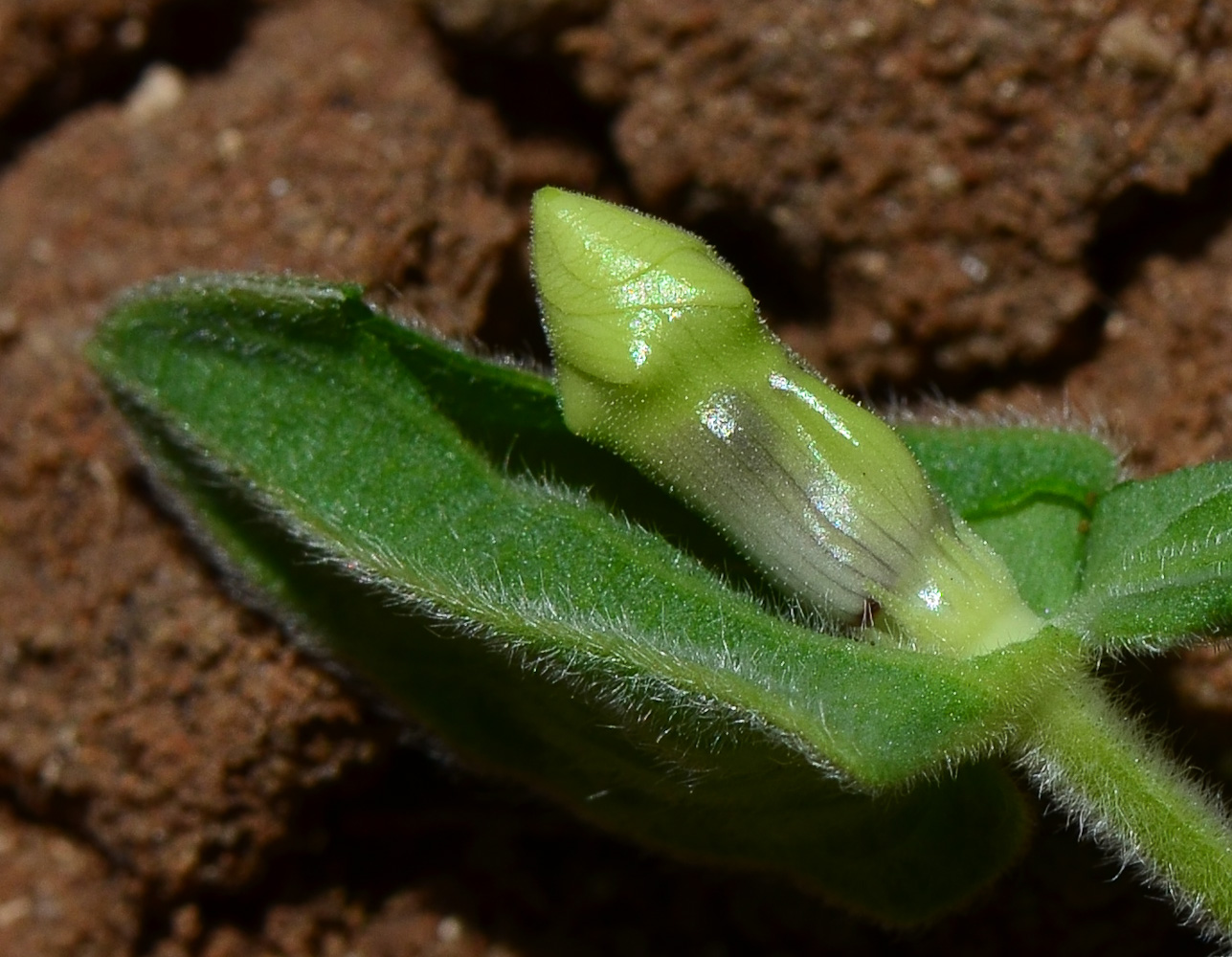 Image of Thunbergia alata specimen.