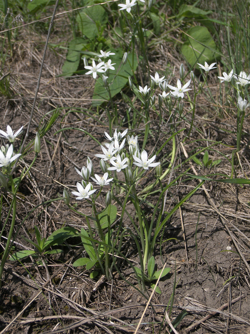 Image of Ornithogalum kochii specimen.