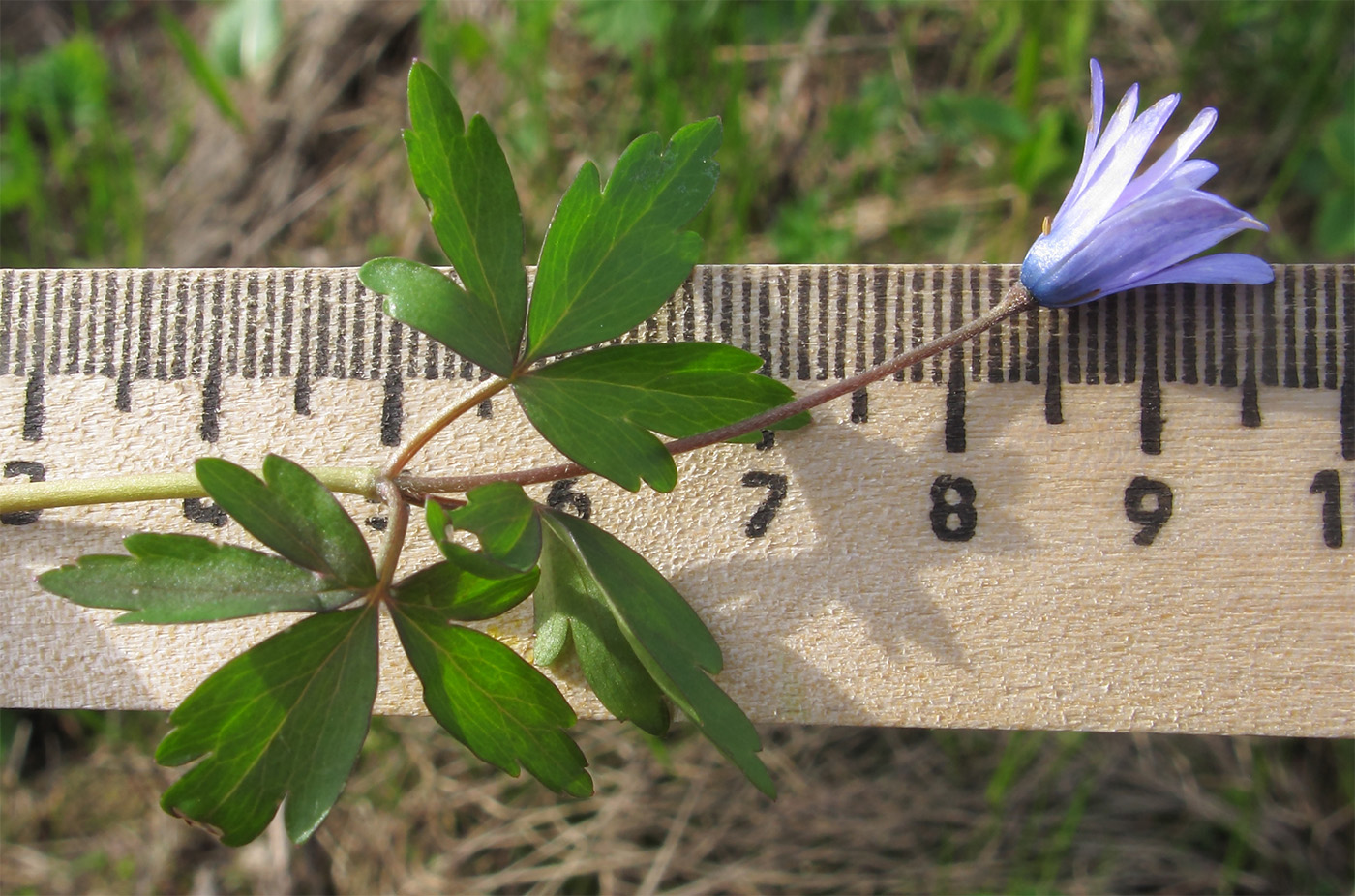 Image of Anemone caucasica specimen.