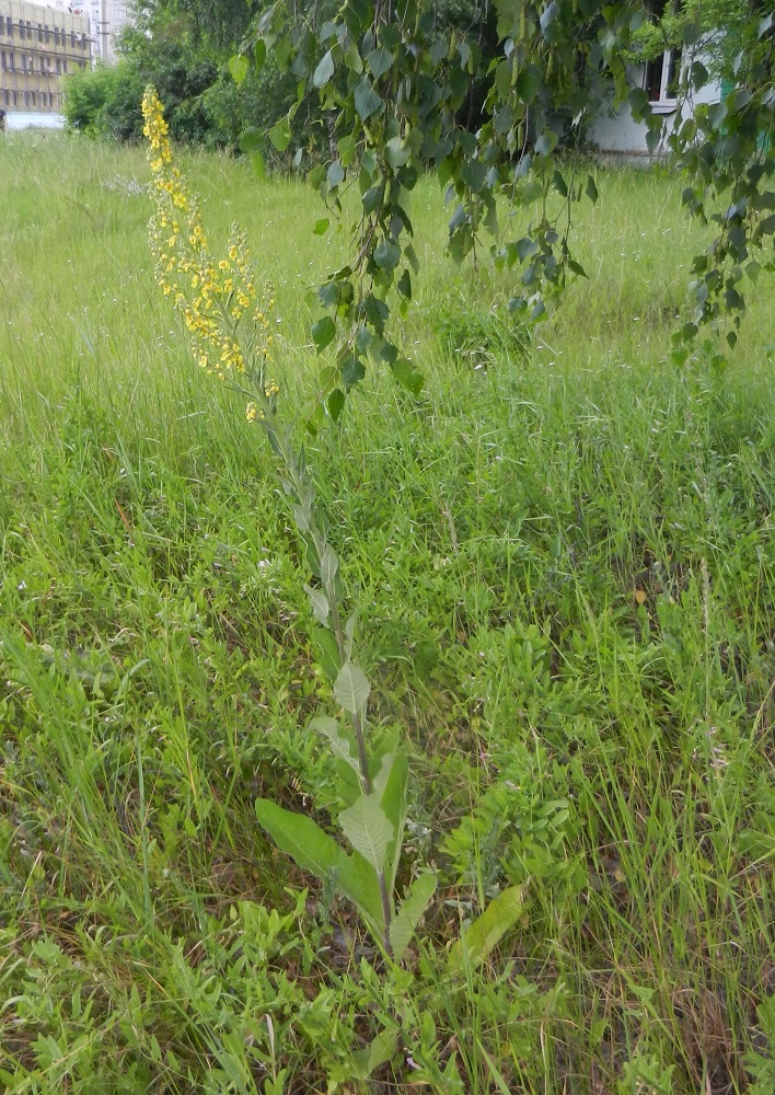 Изображение особи Verbascum lychnitis.