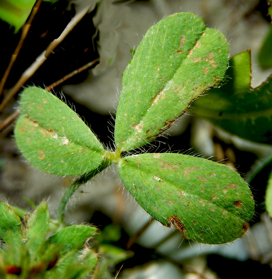 Image of Trifolium lappaceum specimen.