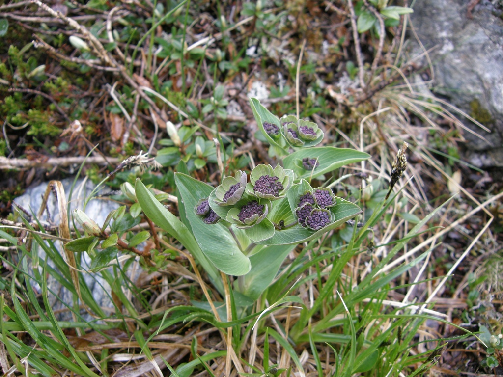 Image of Bupleurum triradiatum specimen.