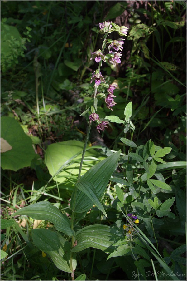 Изображение особи Epipactis helleborine.