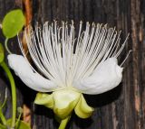 Capparis cartilaginea