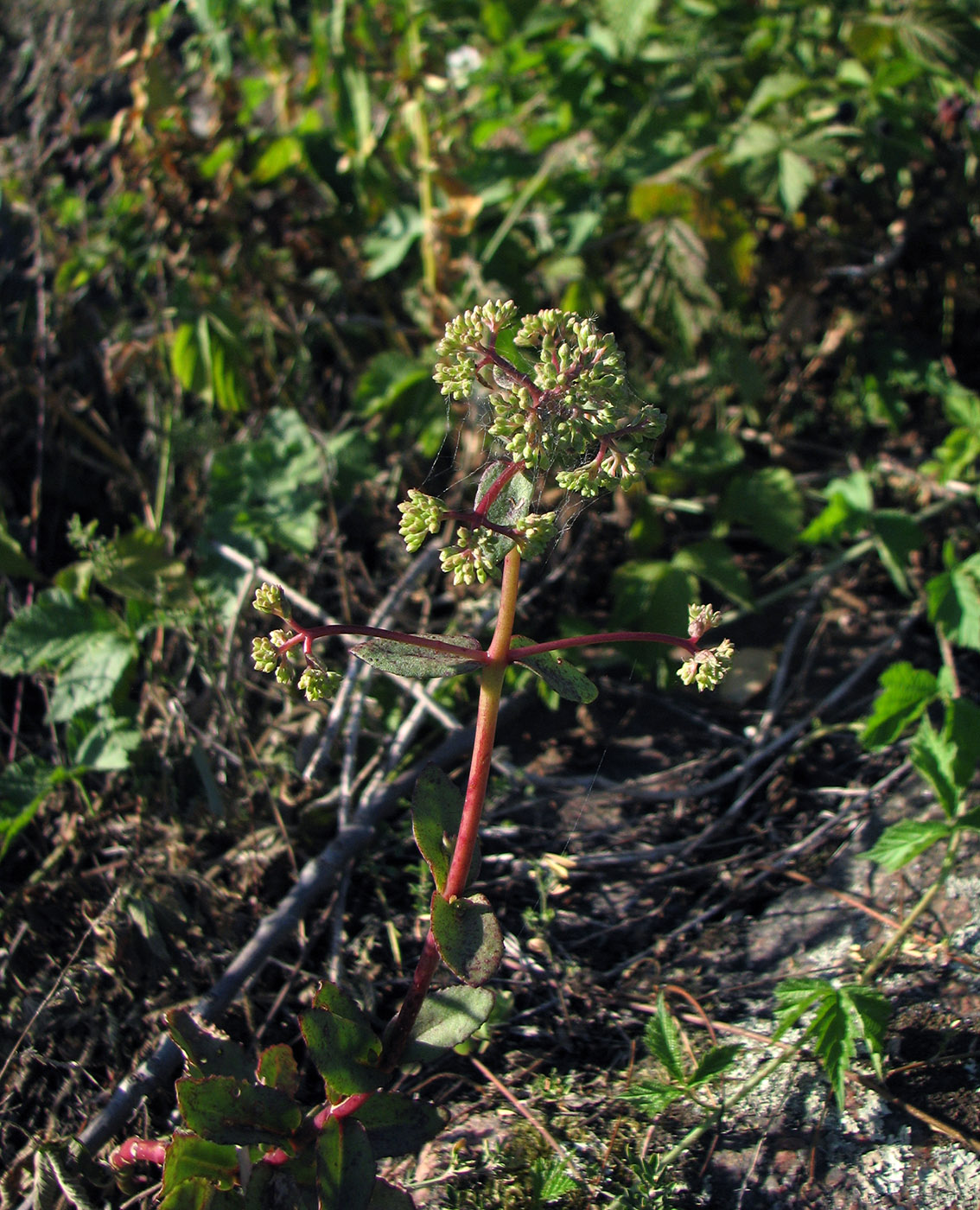 Image of genus Hylotelephium specimen.