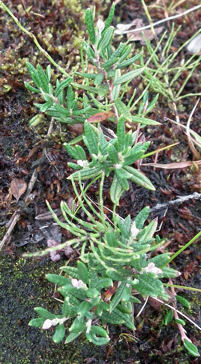 Изображение особи Andromeda polifolia.